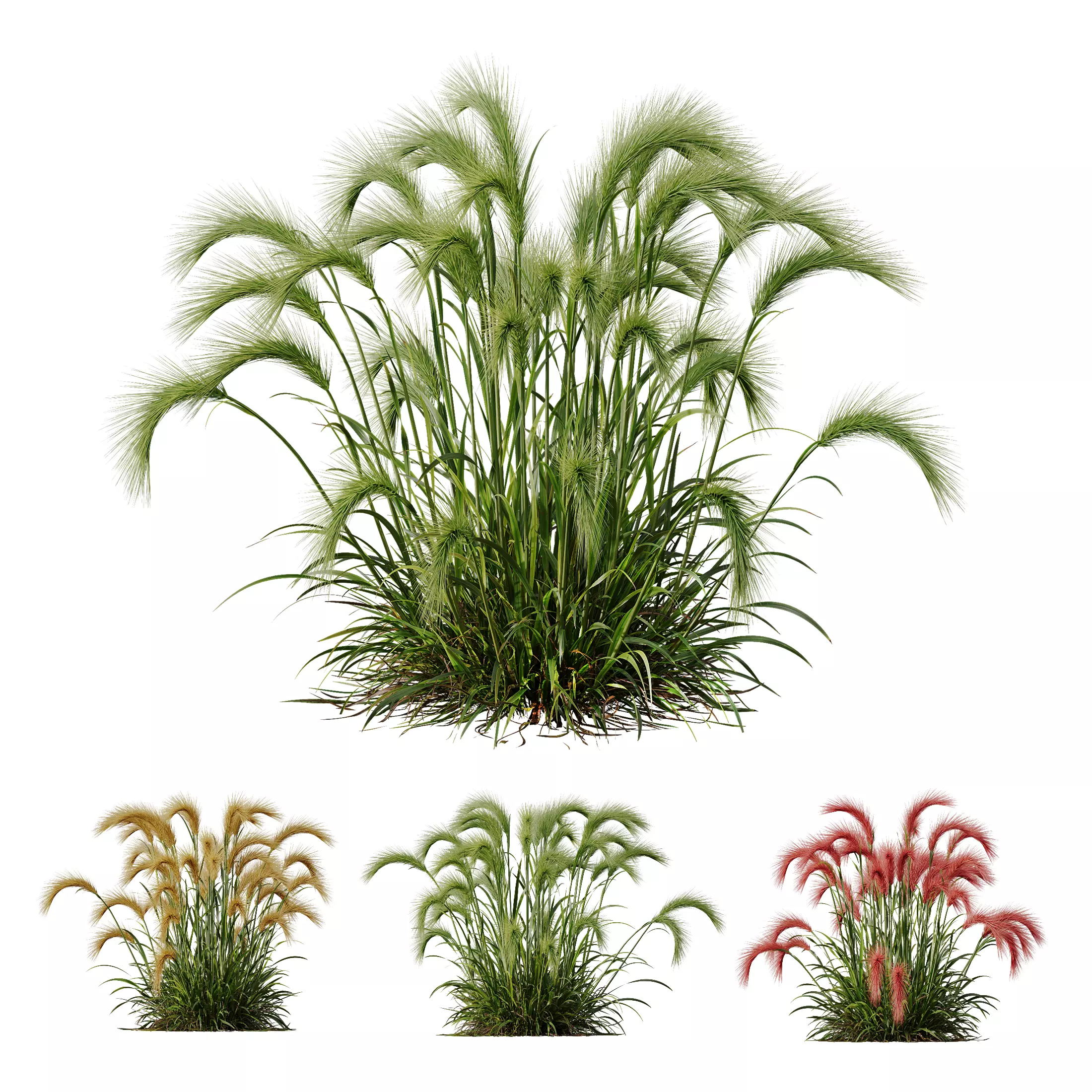 Plants Hordeum Jubatum Foxtail Barley Ornementale Orge Version02 3D model_0