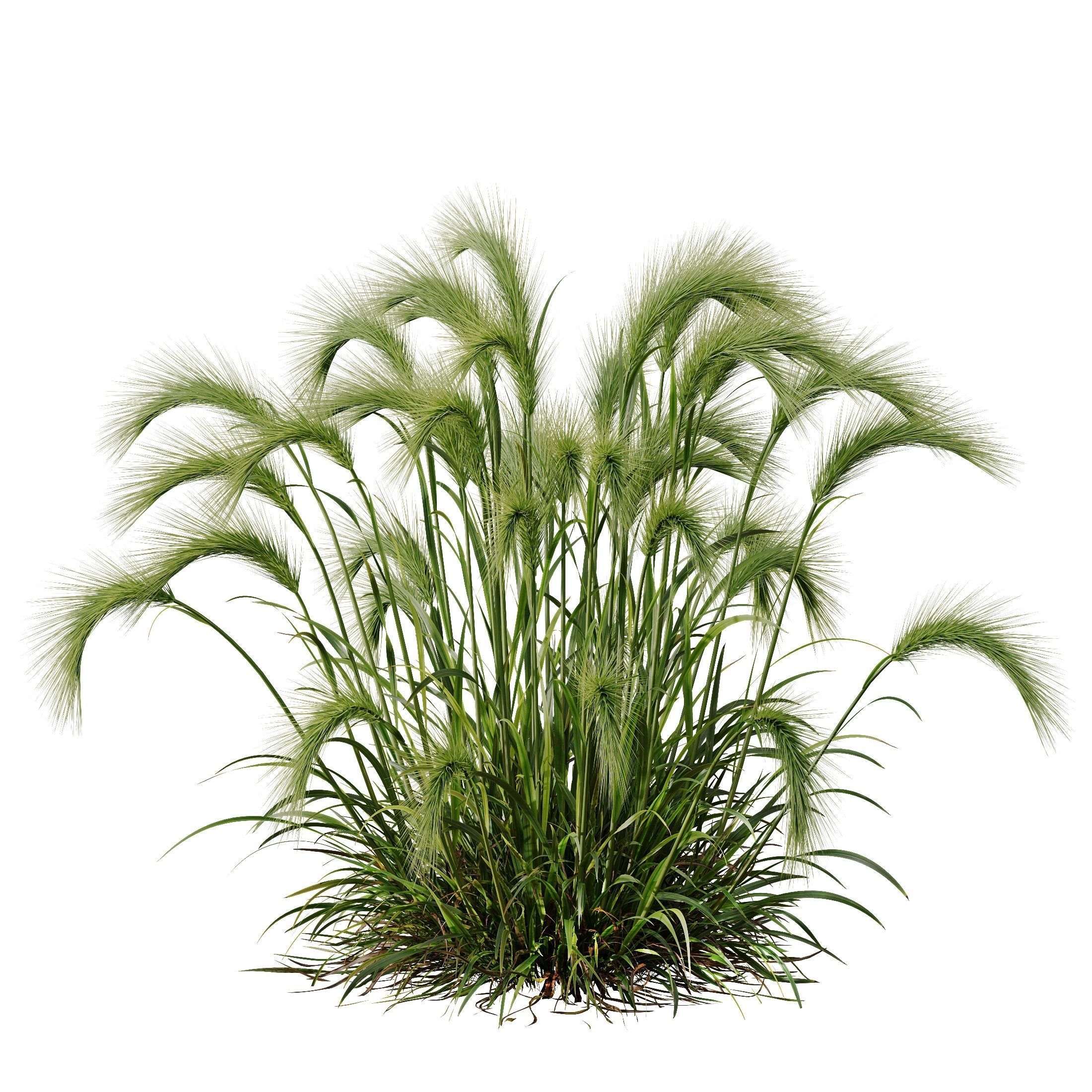 Plants Hordeum Jubatum Foxtail Barley Ornementale Orge Version02 3D model_2