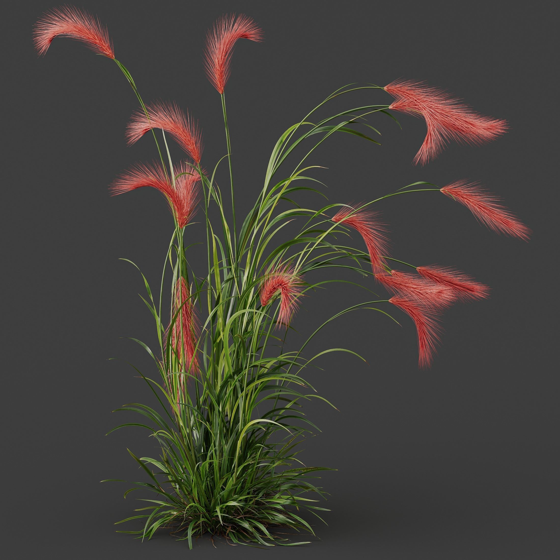Plants Hordeum Jubatum Foxtail Barley Ornementale Orge V4 3D model_3