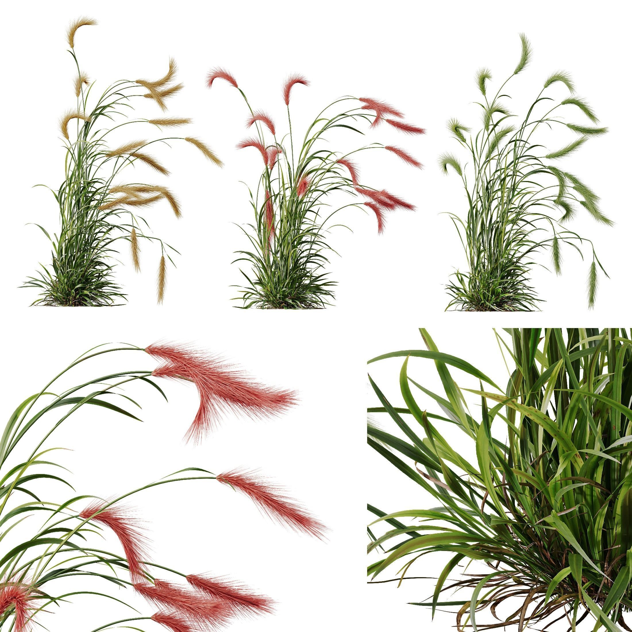 Plants Hordeum Jubatum Foxtail Barley Ornementale Orge V4 3D model_2