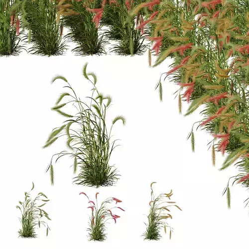 Plants Hordeum Jubatum Foxtail Barley Ornementale Orge V4 3D model