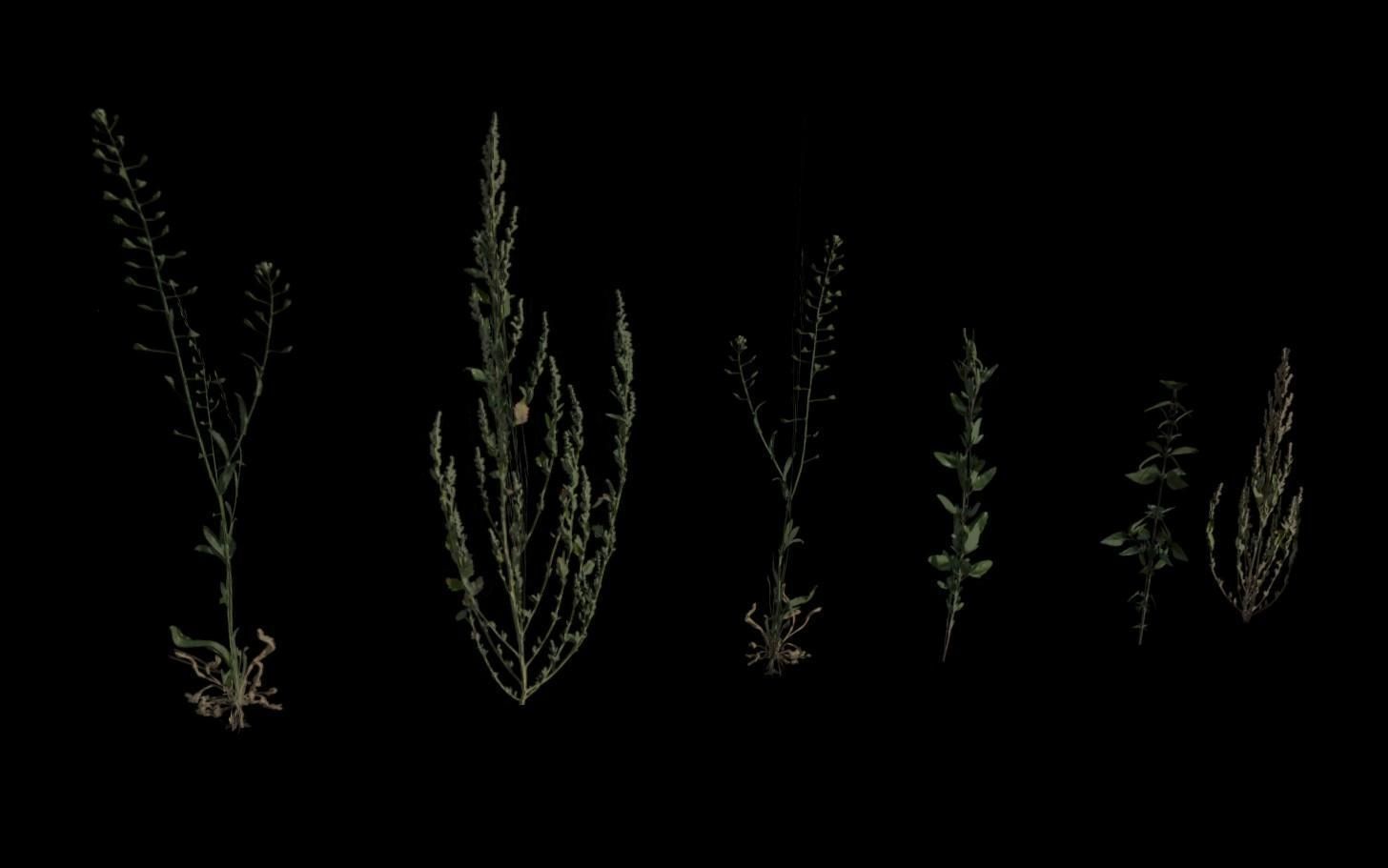 Grass Pack Low-poly 3D model_13