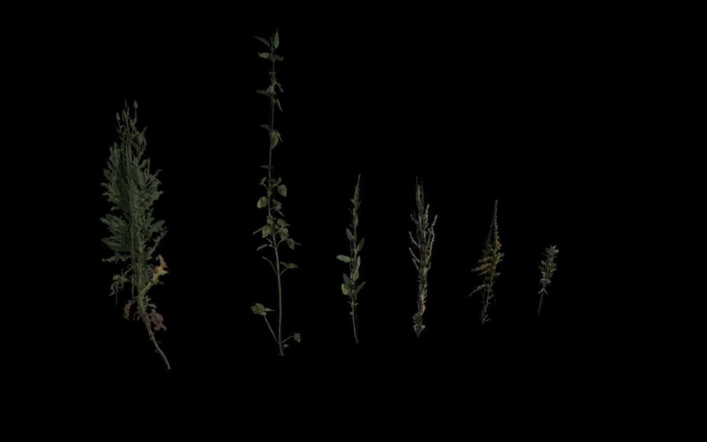 Grass Pack Low-poly 3D model_10