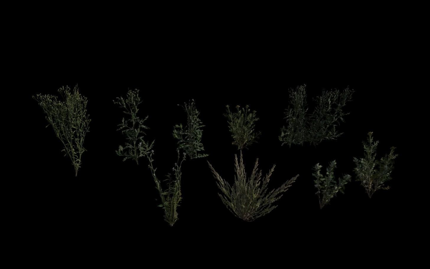 Grass Pack Low-poly 3D model_14