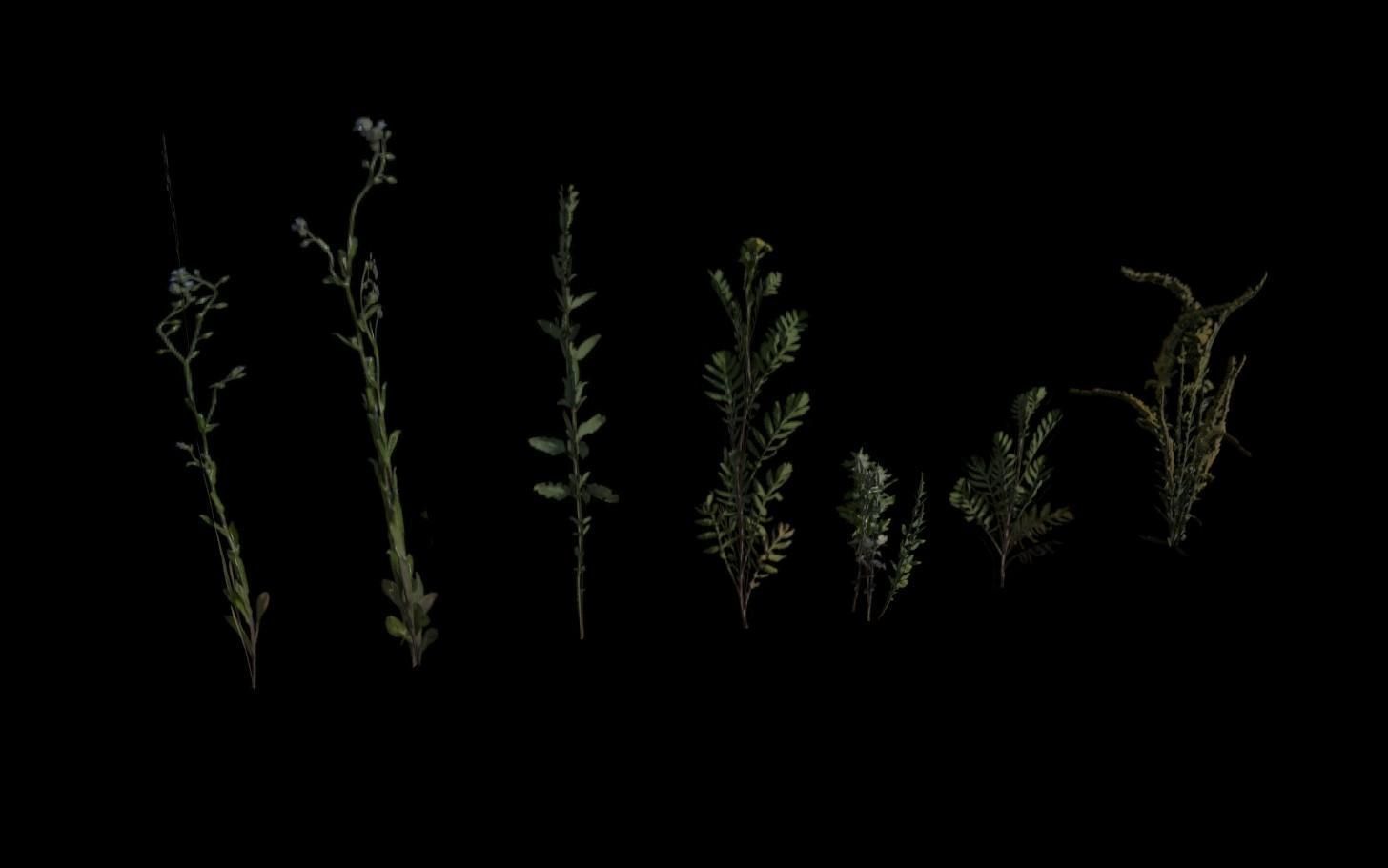 Grass Pack Low-poly 3D model_11