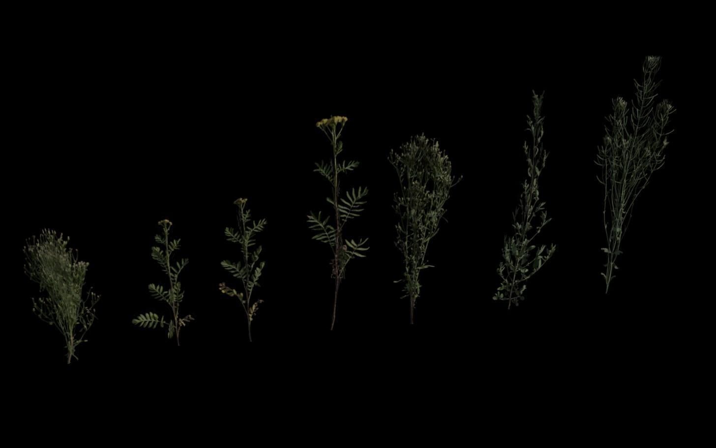 Grass Pack Low-poly 3D model_12