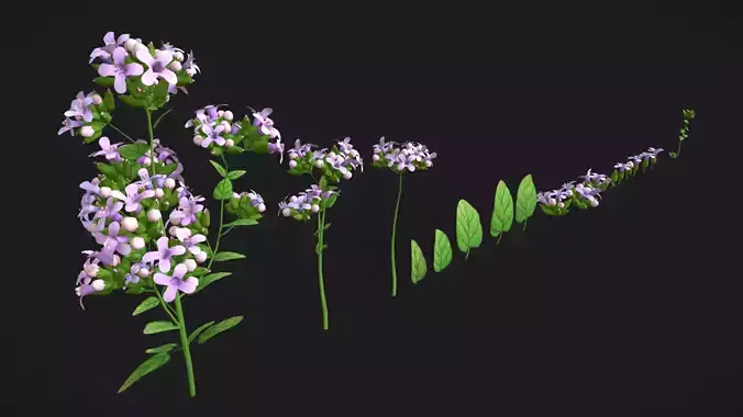 Marjoram stylized plant