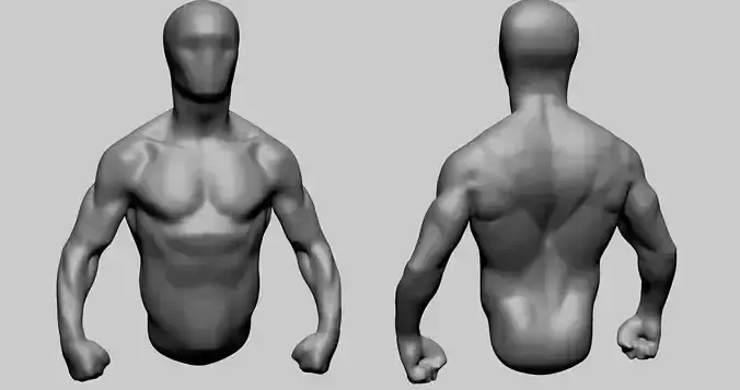 Base Male Torso B 3D model
