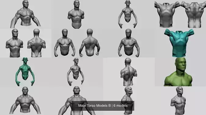 Male Torso Models B 3D Model Collection