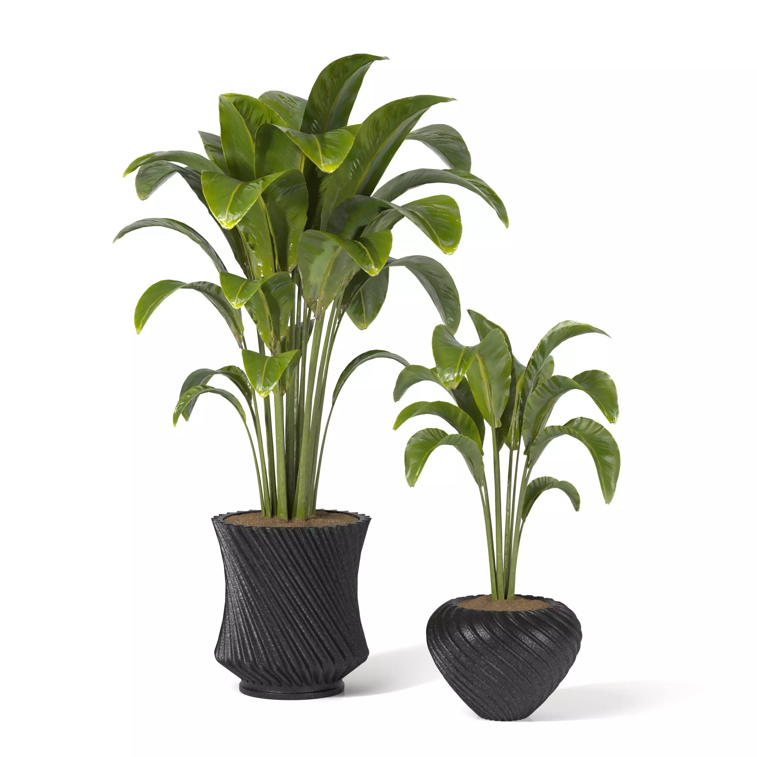 Indoor Plants in rusty Concrete Pot-set201 3D model