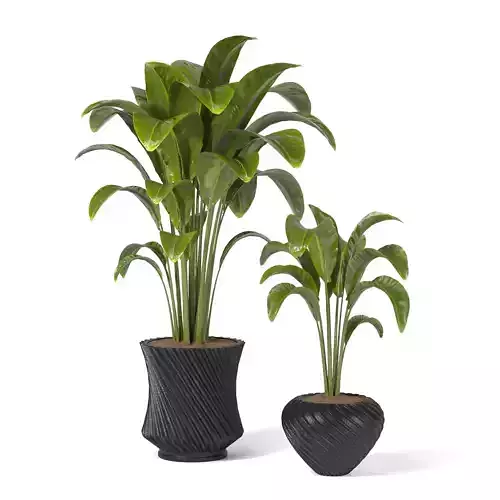 Indoor Plants in rusty Concrete Pot-set201