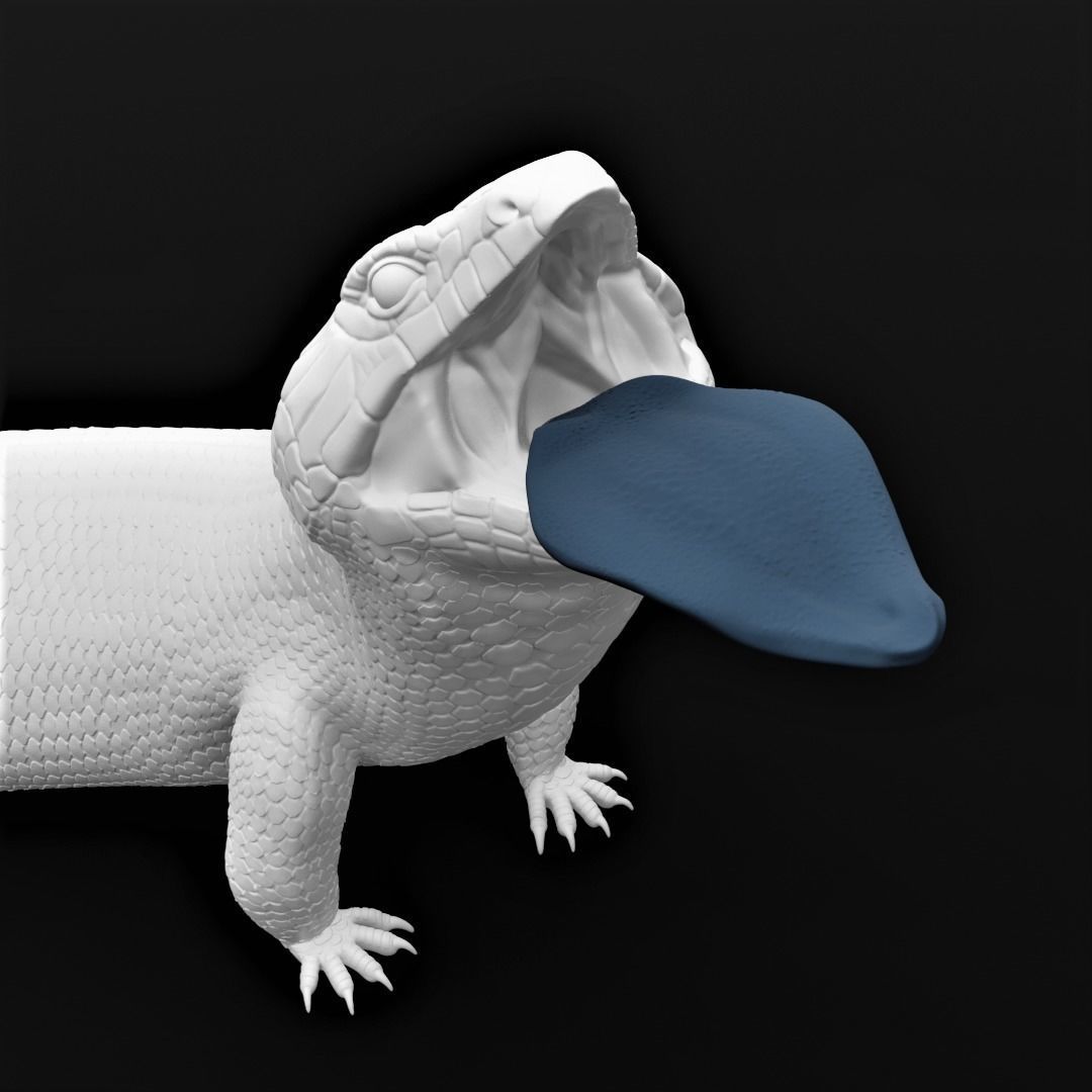 Blue Tongued Skink - Lizard Realistic Reptile 3d Print Model 3D print model_4