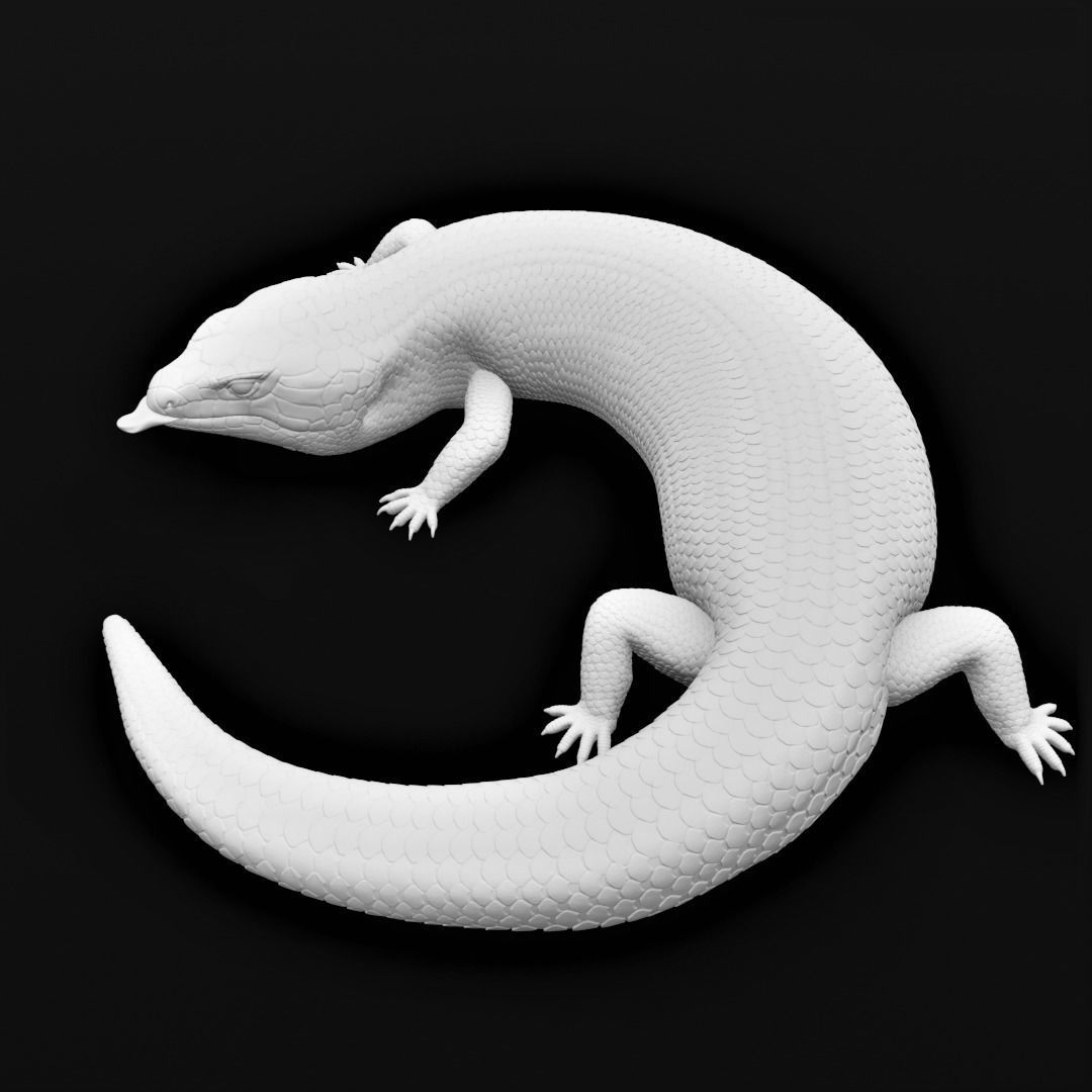 Blue Tongued Skink - Lizard Realistic Reptile 3d Print Model 3D print model_8