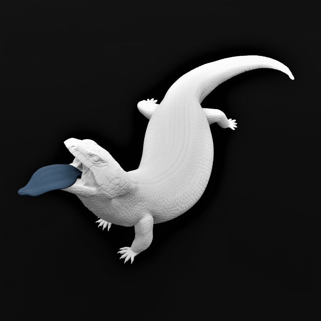 Blue Tongued Skink - Lizard Realistic Reptile 3d Print Model 3D print model_1