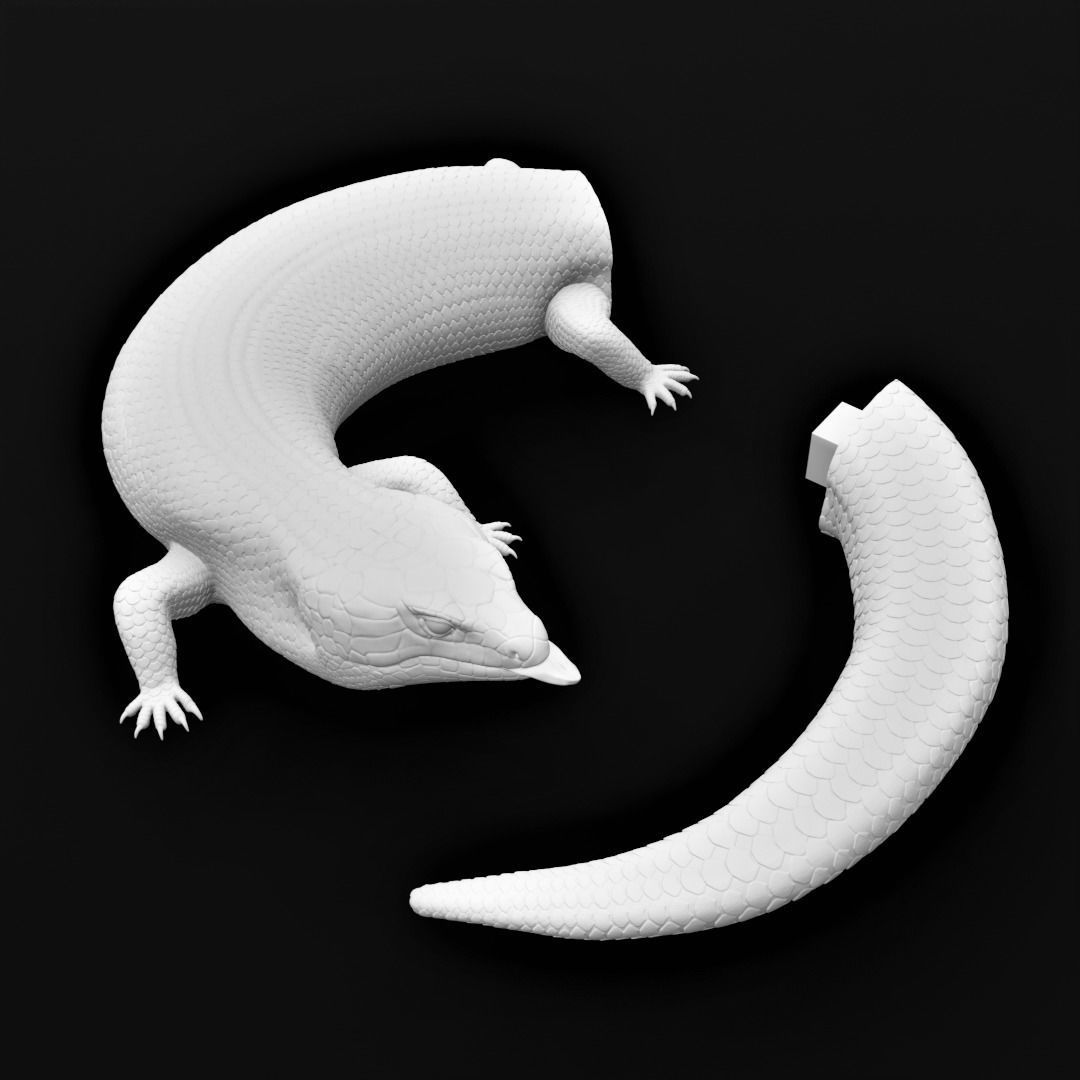 Blue Tongued Skink - Lizard Realistic Reptile 3d Print Model 3D print model_12