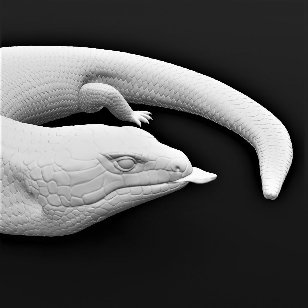 Blue Tongued Skink - Lizard Realistic Reptile 3d Print Model 3D print model_10