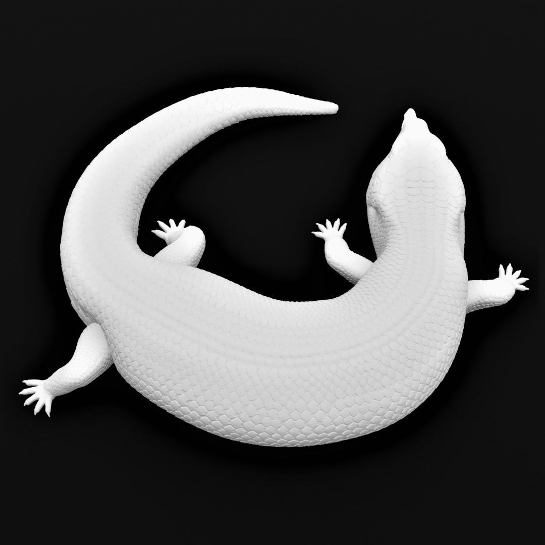 Blue Tongued Skink - Lizard Realistic Reptile 3d Print Model 3D print model_9