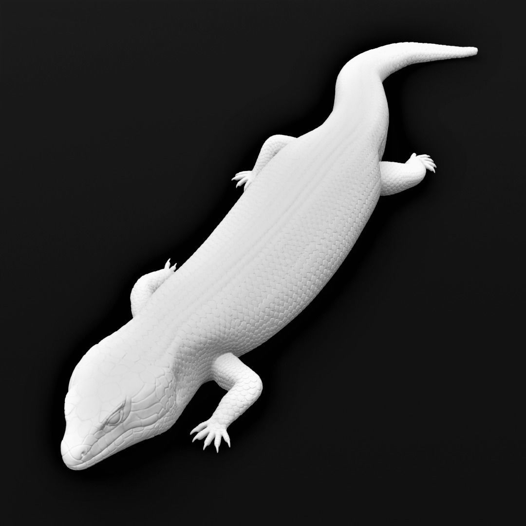 Blue Tongued Skink - Lizard Realistic Reptile 3d Print Model 3D print model_14