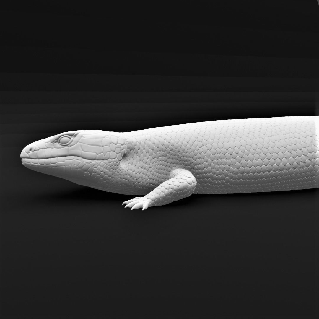 Blue Tongued Skink - Lizard Realistic Reptile 3d Print Model 3D print model_17
