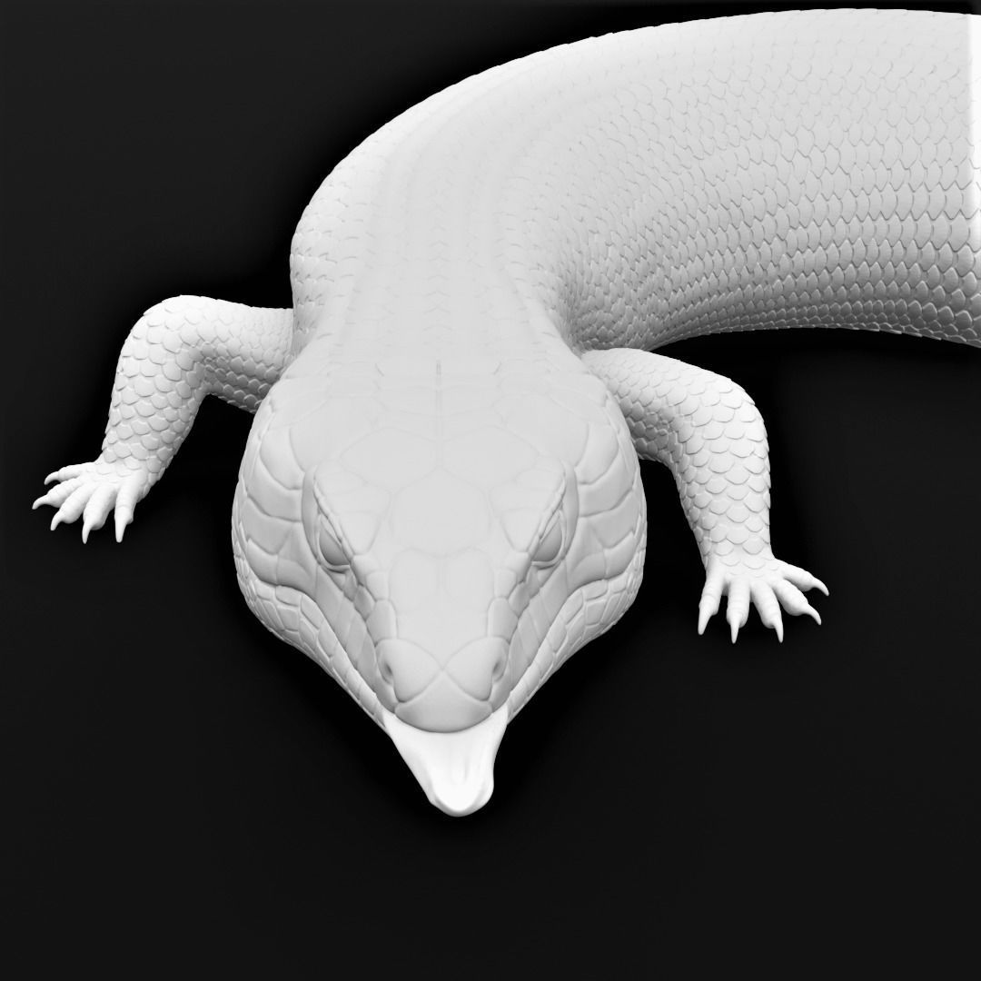 Blue Tongued Skink - Lizard Realistic Reptile 3d Print Model 3D print model_11