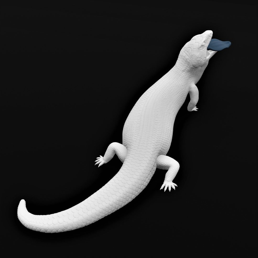 Blue Tongued Skink - Lizard Realistic Reptile 3d Print Model 3D print model_3