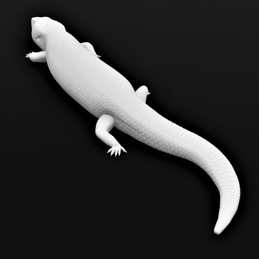 Blue Tongued Skink - Lizard Realistic Reptile 3d Print Model 3D print model_16