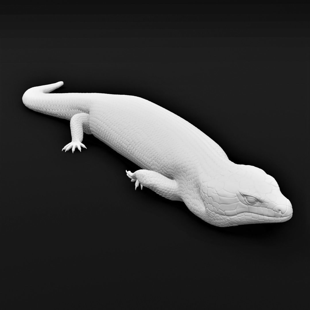 Blue Tongued Skink - Lizard Realistic Reptile 3d Print Model 3D print model_15