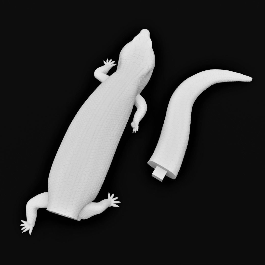 Blue Tongued Skink - Lizard Realistic Reptile 3d Print Model 3D print model_18