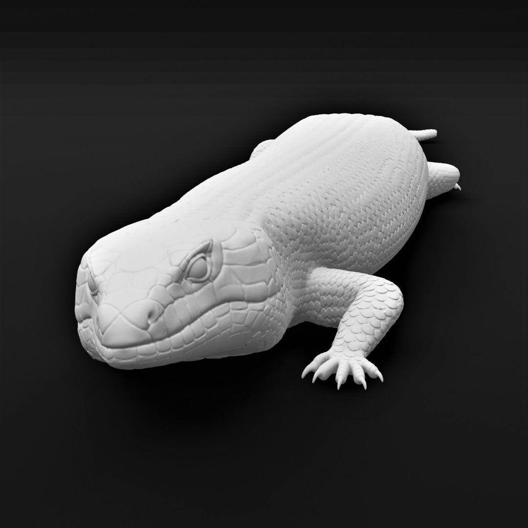 Blue Tongued Skink - Lizard Realistic Reptile 3d Print Model 3D print model_13