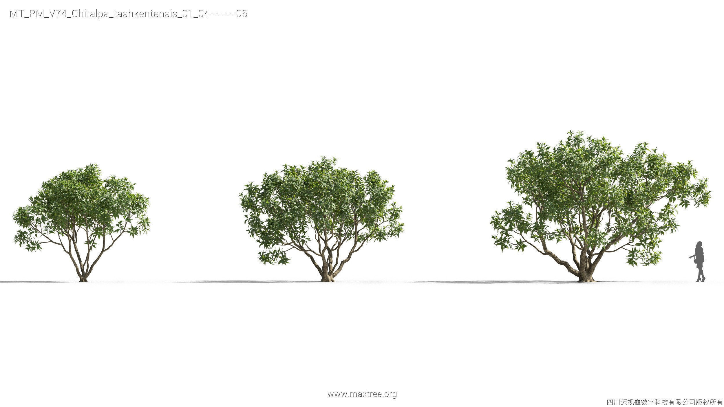 Maxtree Plant Models Vol 74 - Mesh 3D model_16