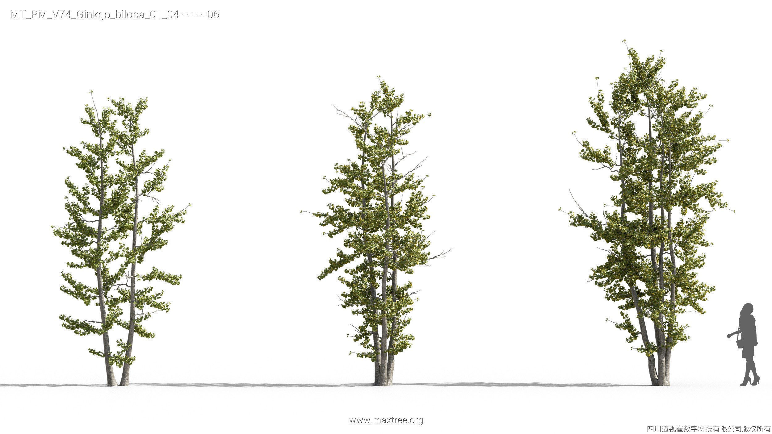 Maxtree Plant Models Vol 74 - Mesh 3D model_22