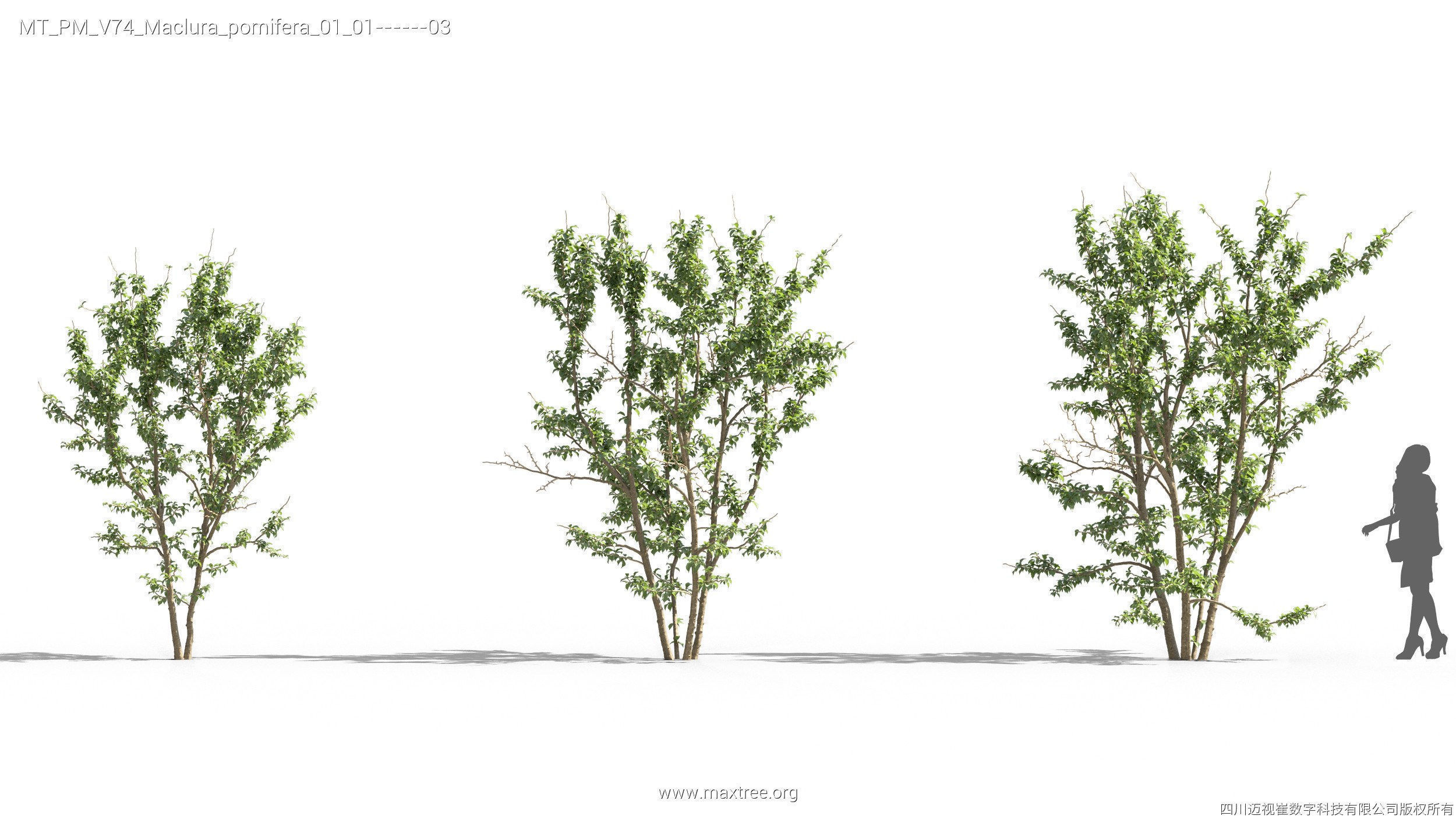 Maxtree Plant Models Vol 74 - Mesh 3D model_25