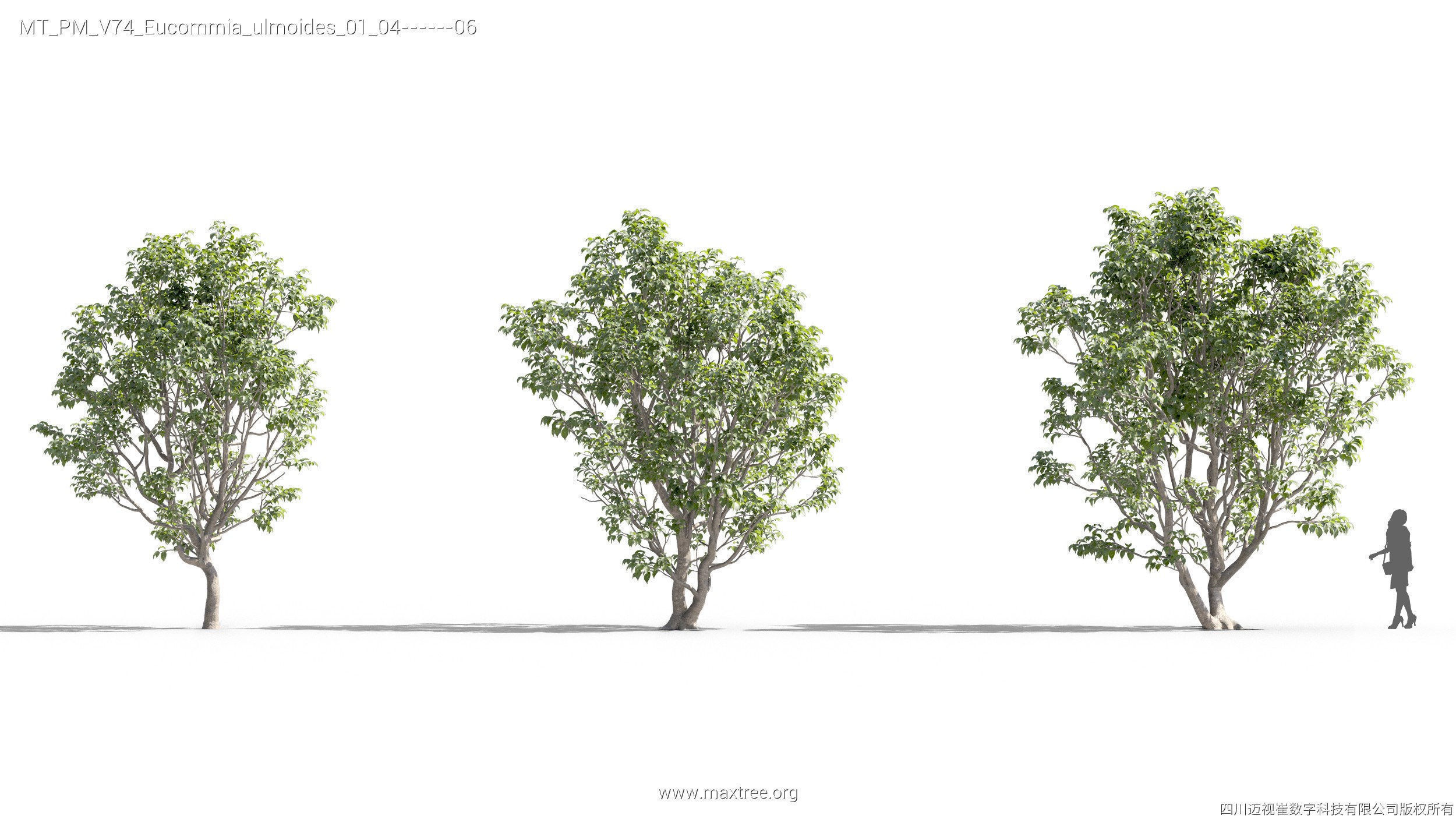 Maxtree Plant Models Vol 74 - Mesh 3D model_18