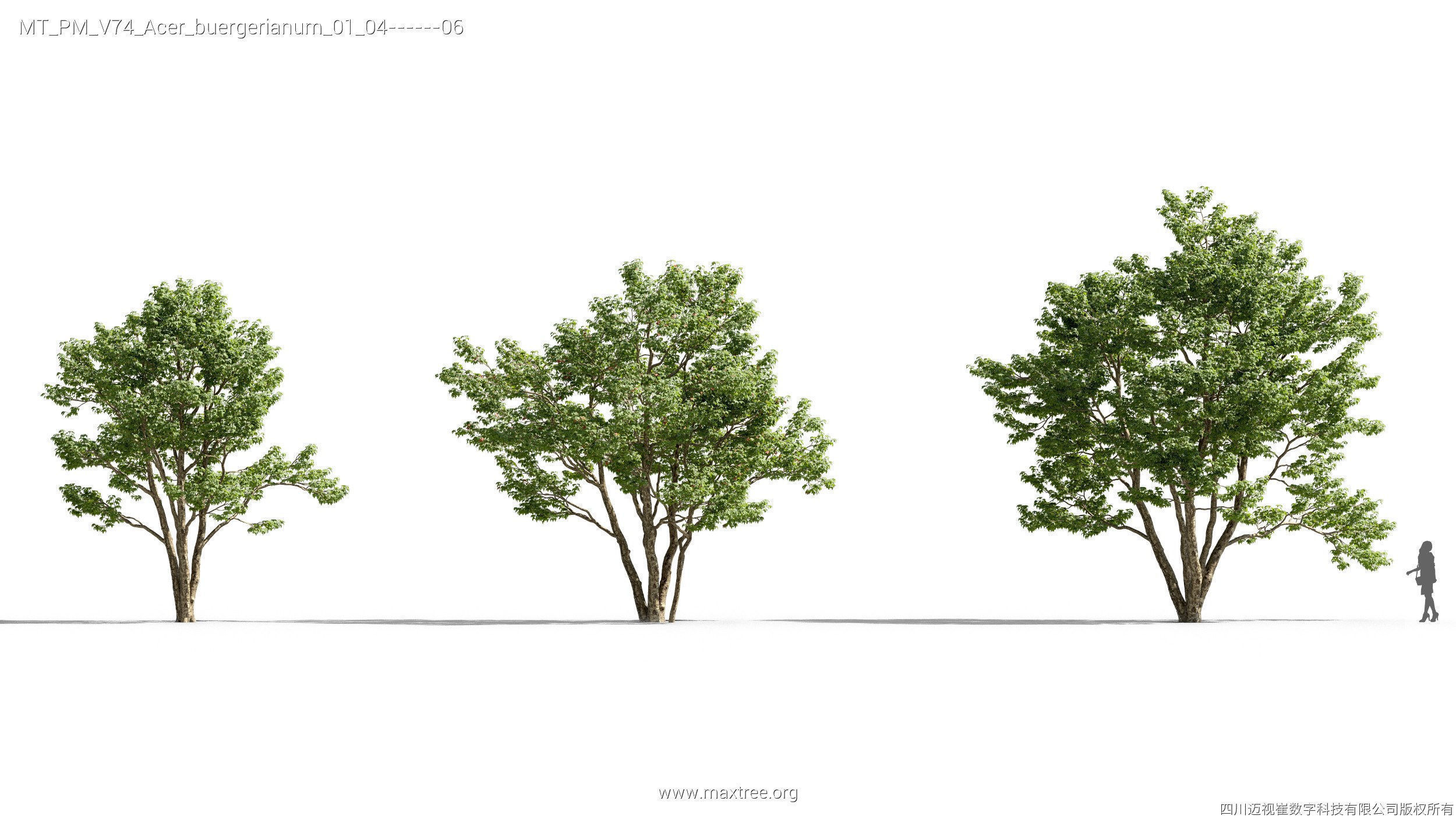 Maxtree Plant Models Vol 74 - Mesh 3D model_6
