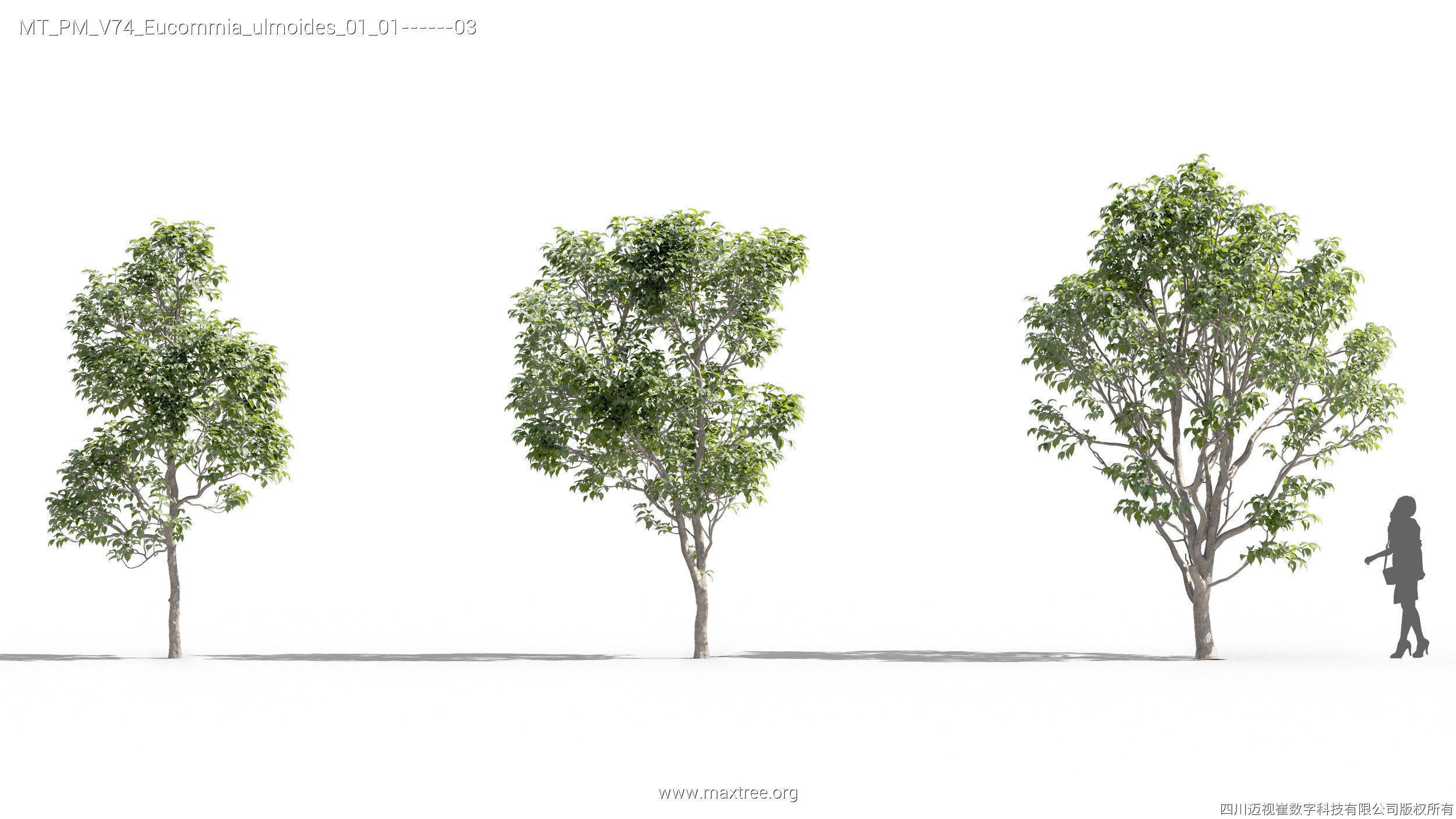 Maxtree Plant Models Vol 74 - Mesh 3D model_17
