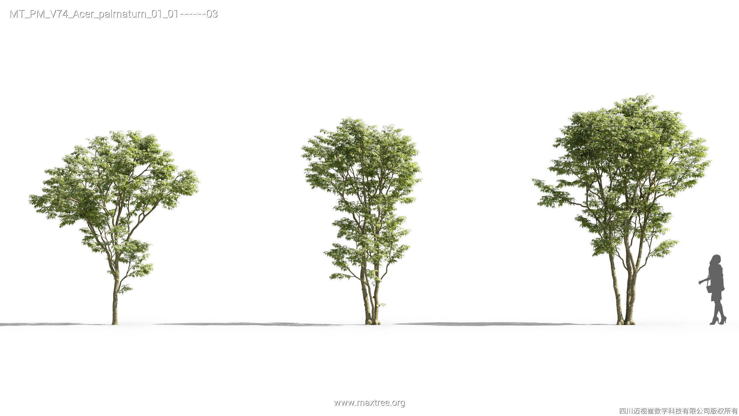 Maxtree Plant Models Vol 74 - Mesh 3D model_11