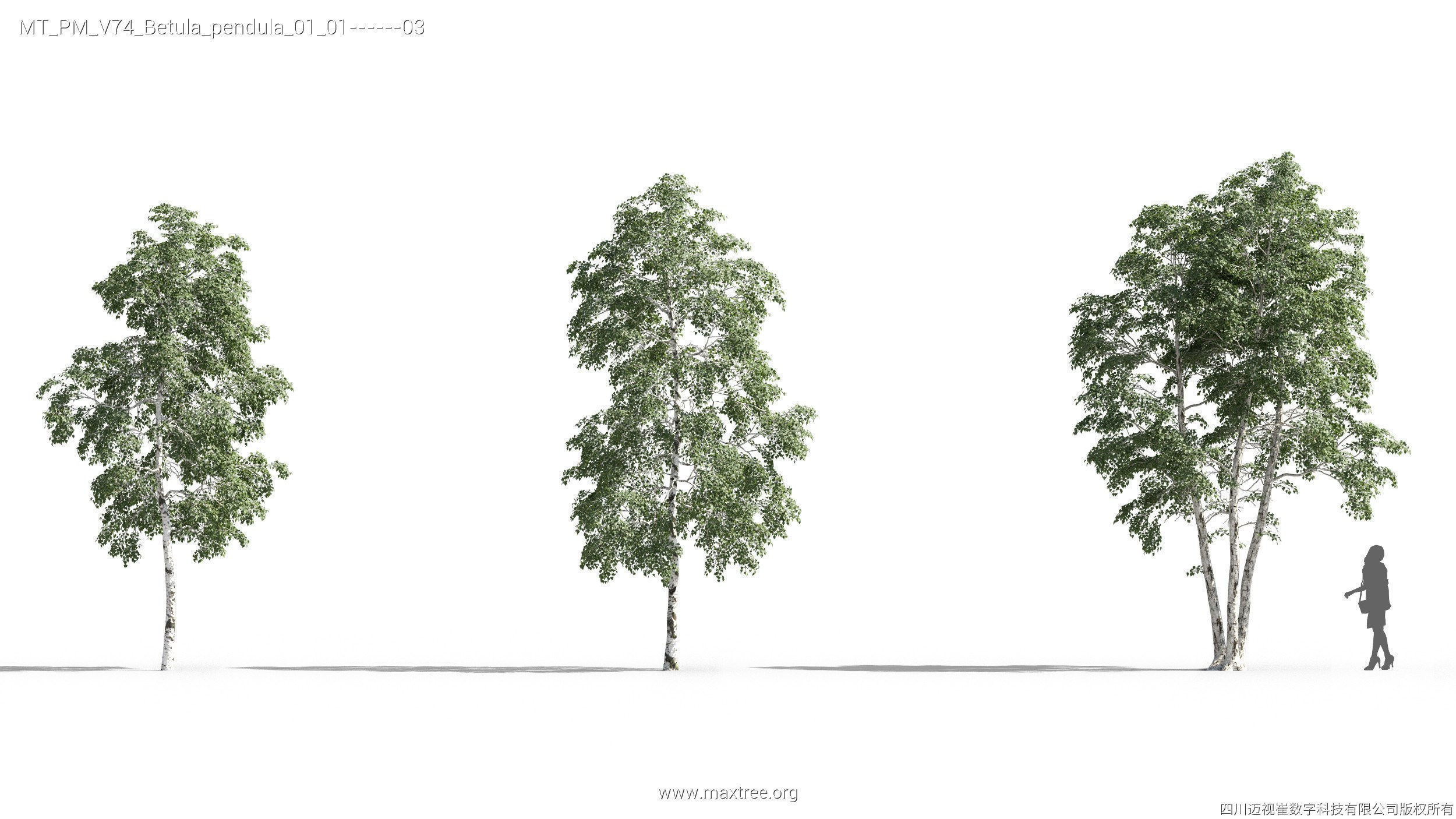 Maxtree Plant Models Vol 74 - Mesh 3D model_13