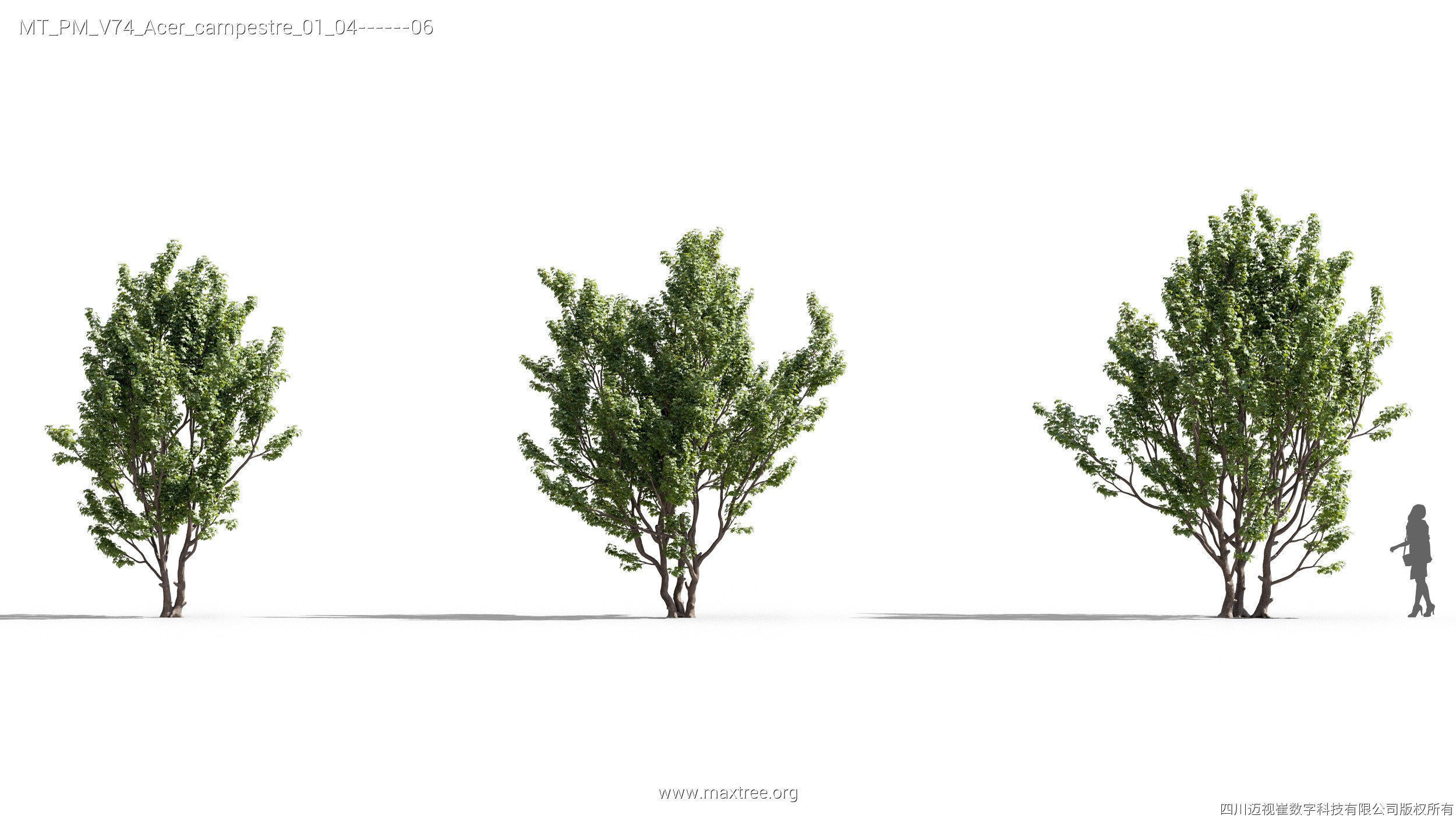 Maxtree Plant Models Vol 74 - Mesh 3D model_8