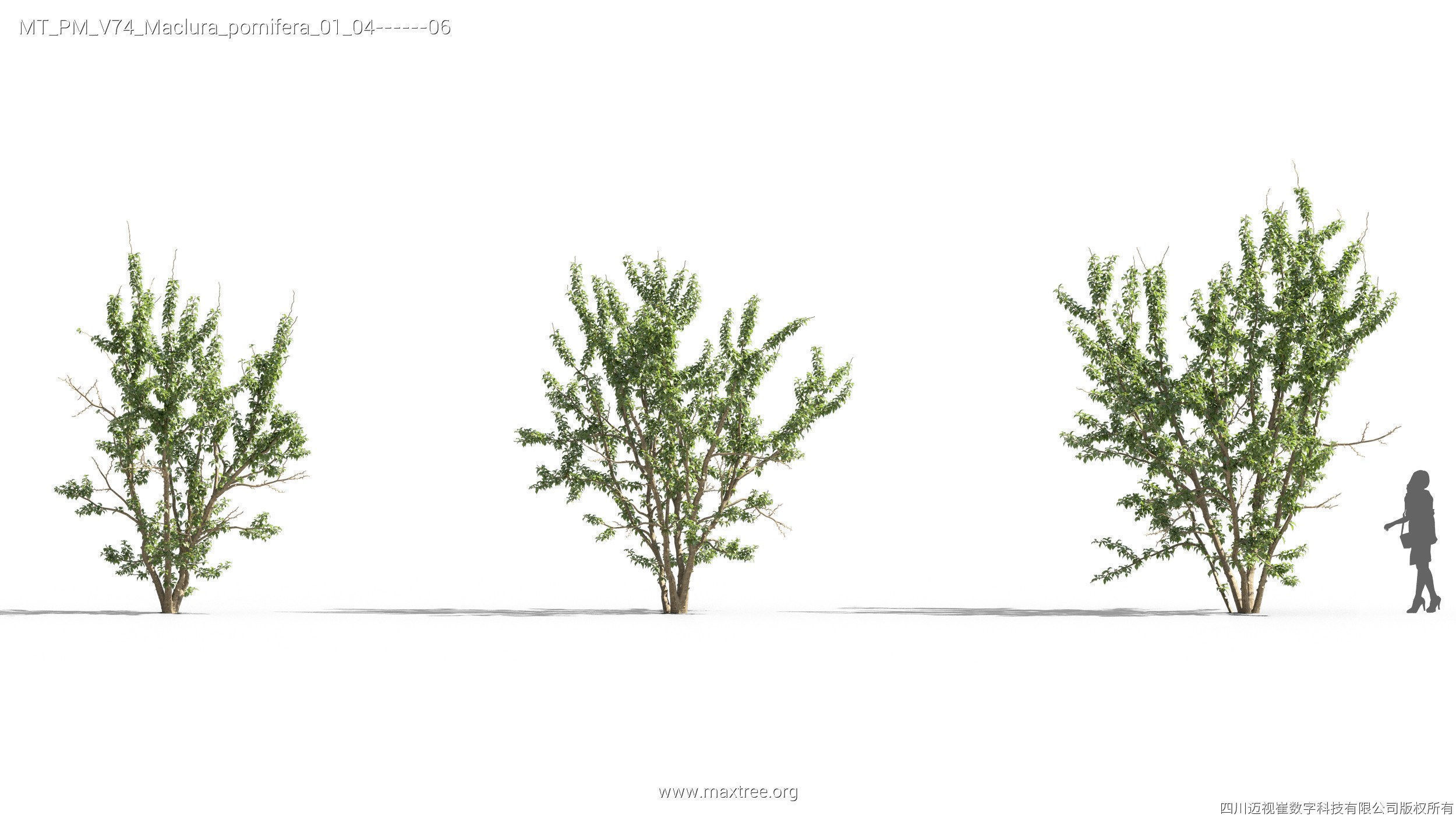 Maxtree Plant Models Vol 74 - Mesh 3D model_26