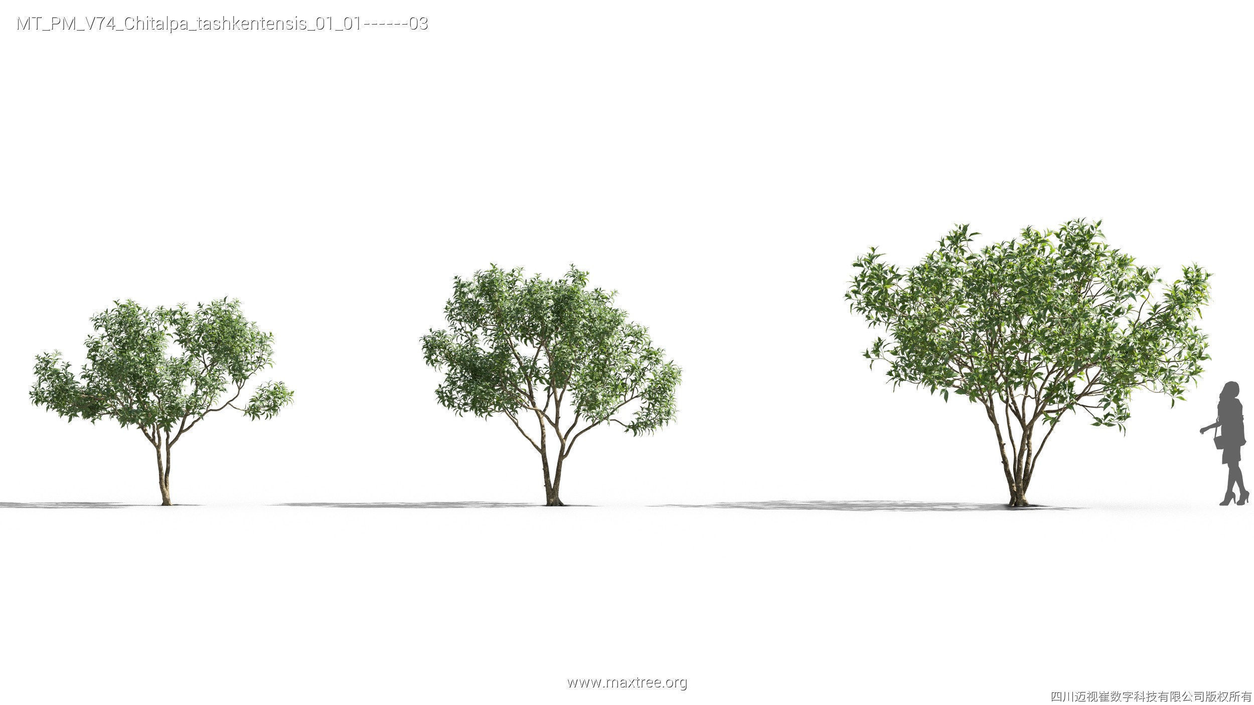 Maxtree Plant Models Vol 74 - Mesh 3D model_15