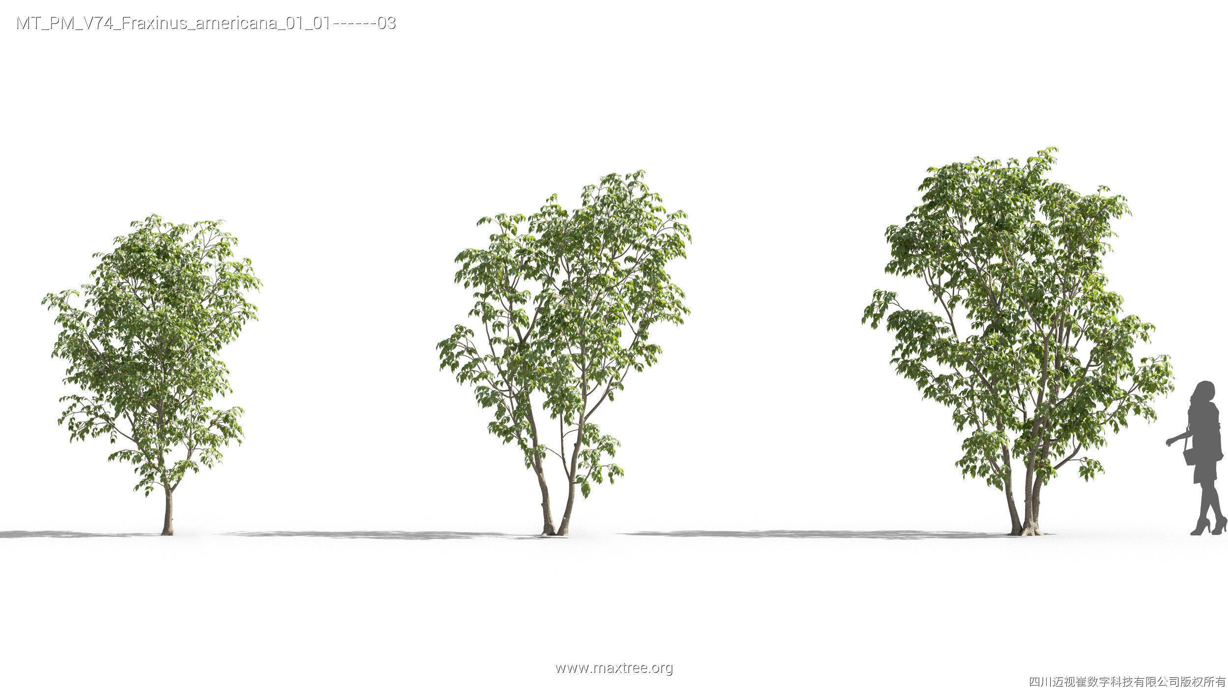 Maxtree Plant Models Vol 74 - Mesh 3D model_19