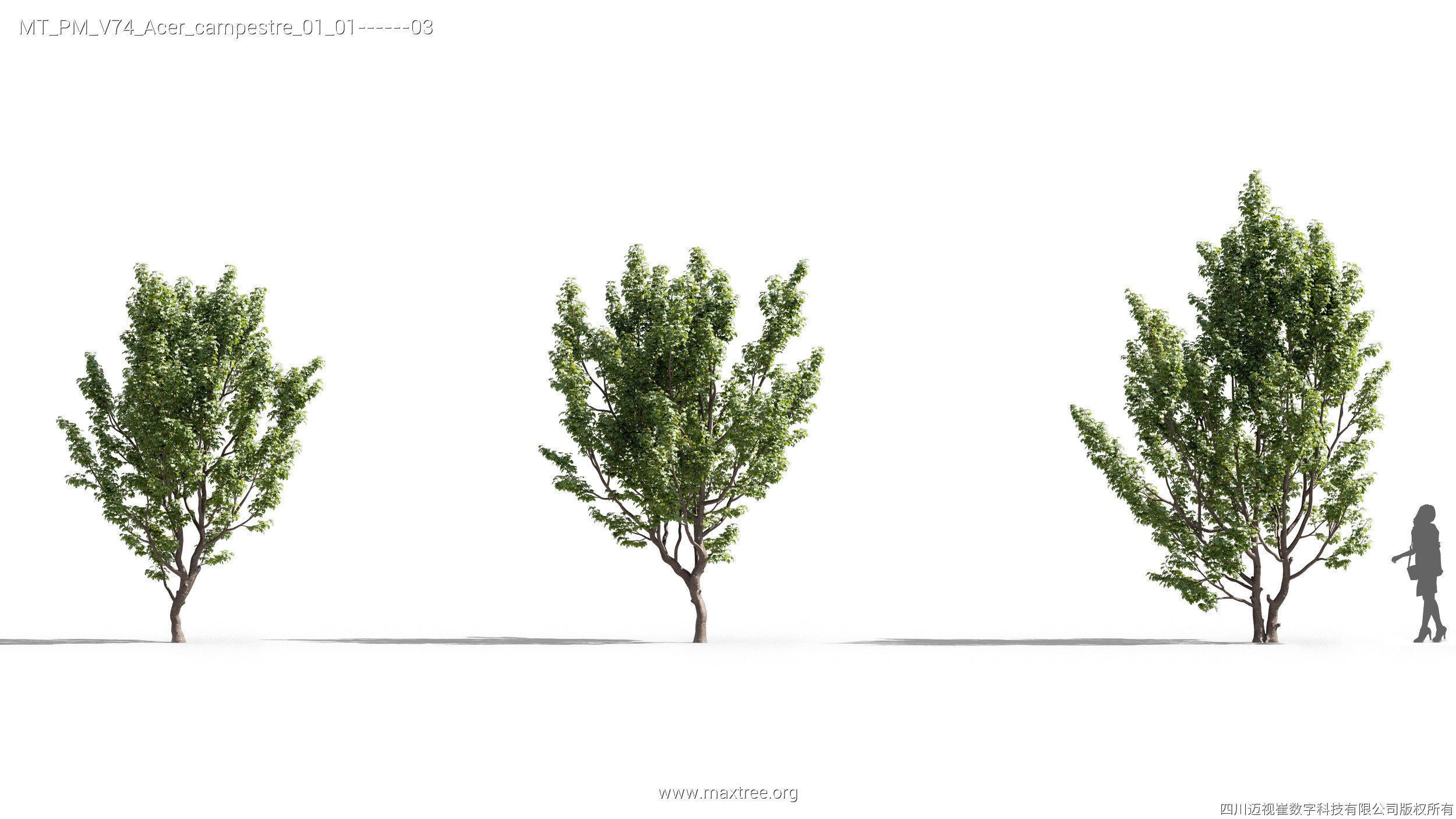 Maxtree Plant Models Vol 74 - Mesh 3D model_7