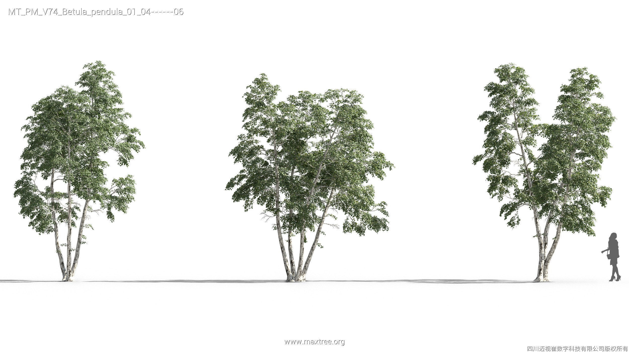 Maxtree Plant Models Vol 74 - Mesh 3D model_14