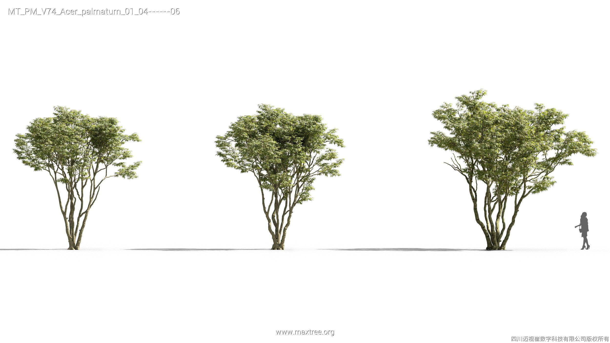 Maxtree Plant Models Vol 74 - Mesh 3D model_12