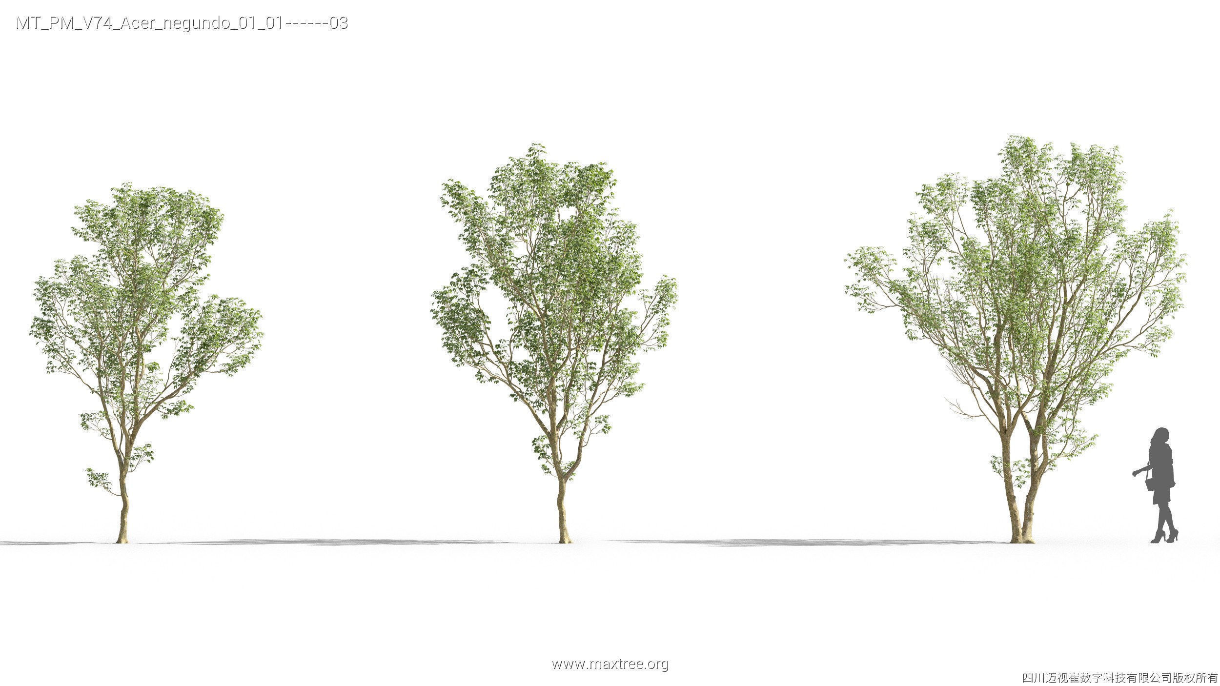 Maxtree Plant Models Vol 74 - Mesh 3D model_9