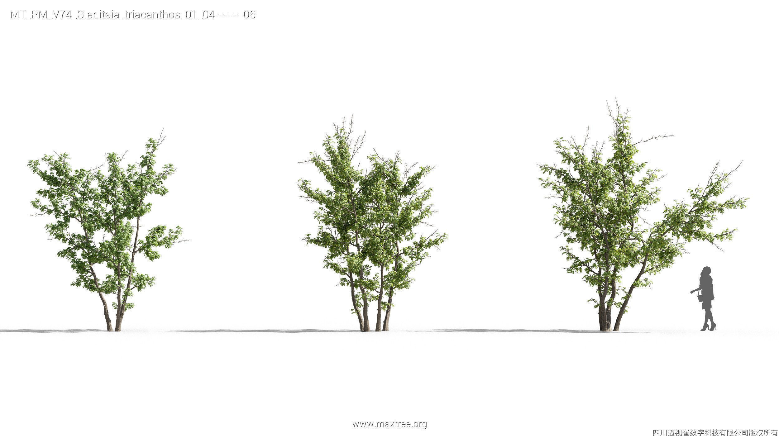 Maxtree Plant Models Vol 74 - Mesh 3D model_24