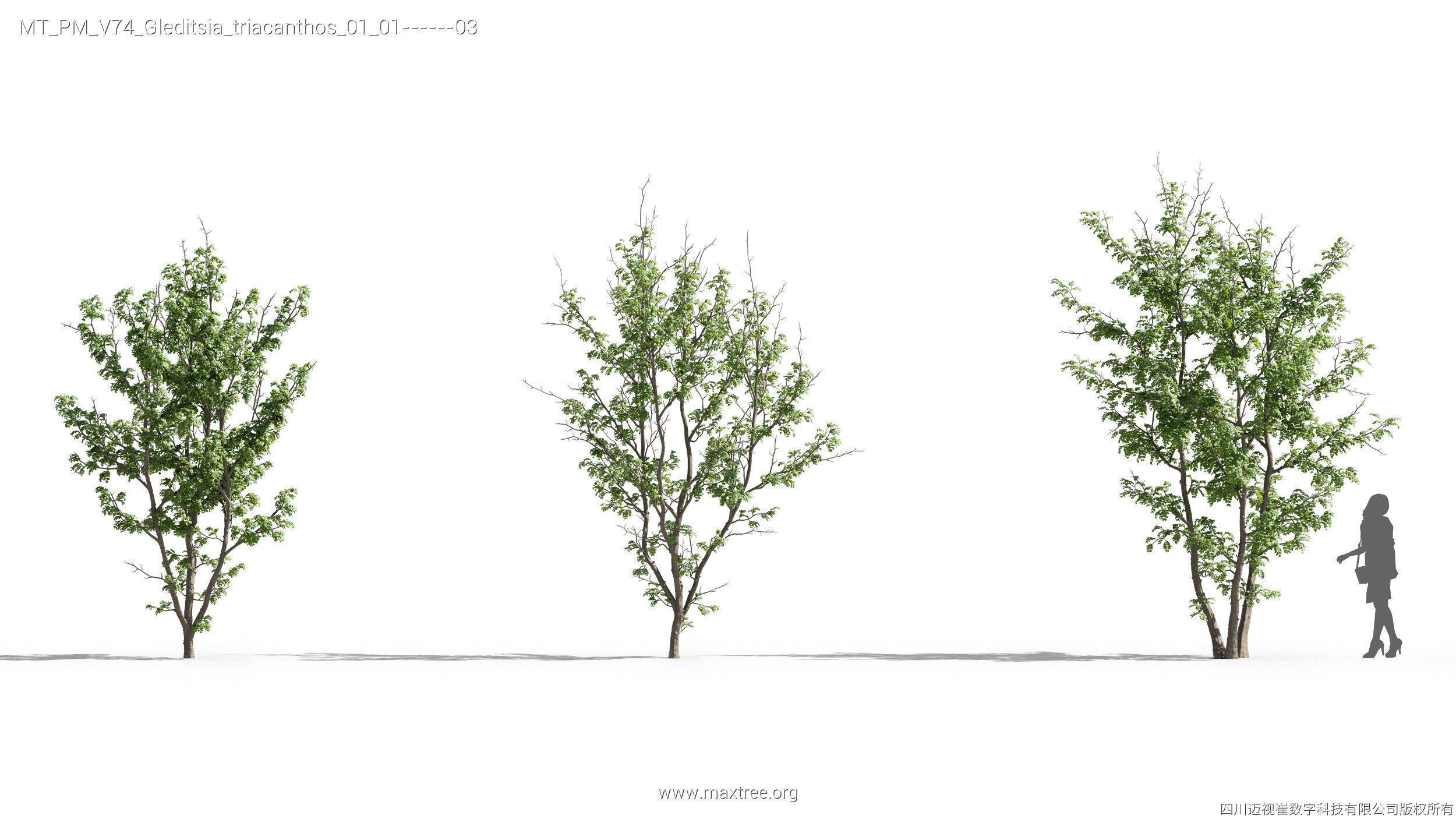 Maxtree Plant Models Vol 74 - Mesh 3D model_23