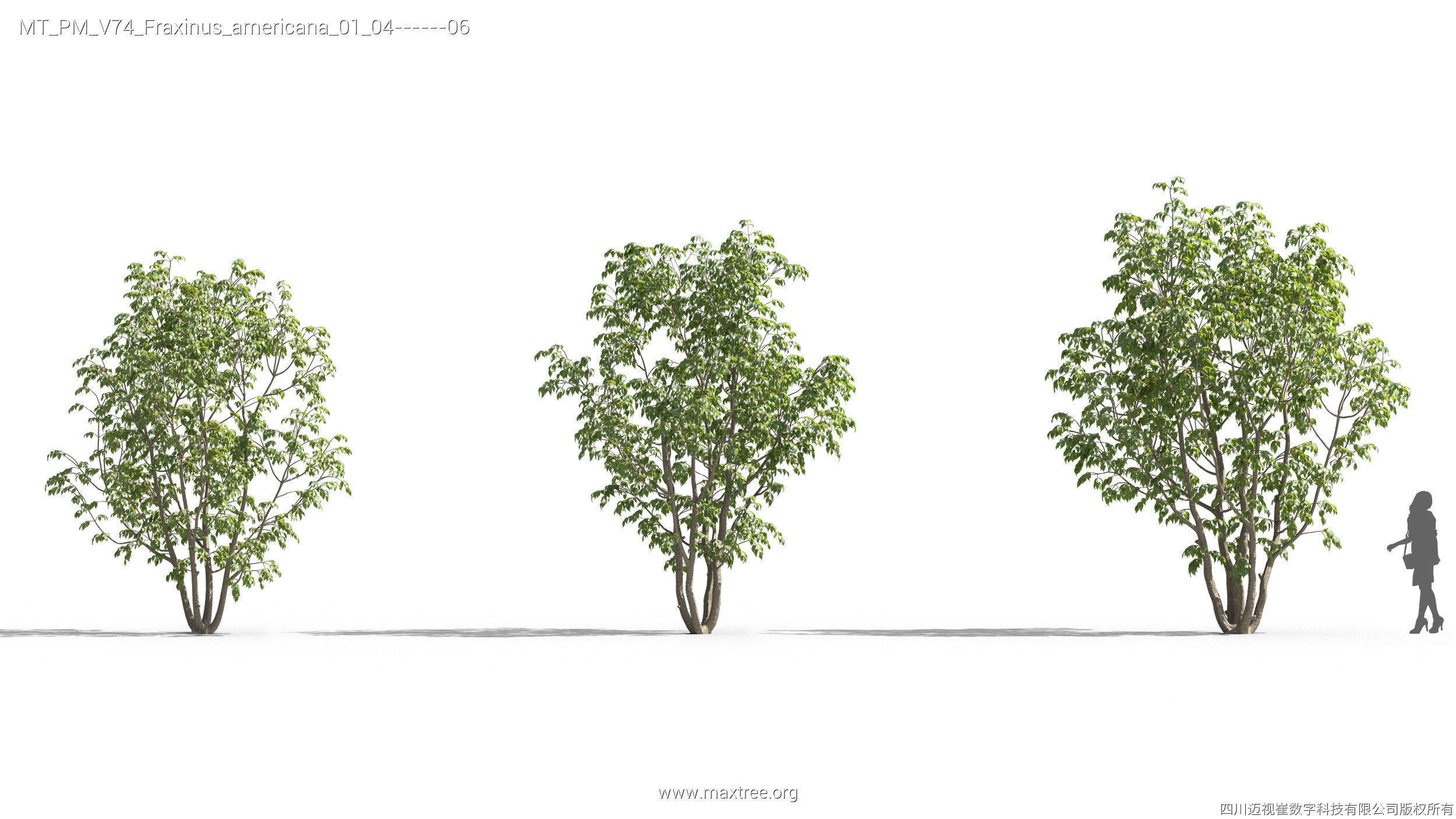 Maxtree Plant Models Vol 74 - Mesh 3D model_20