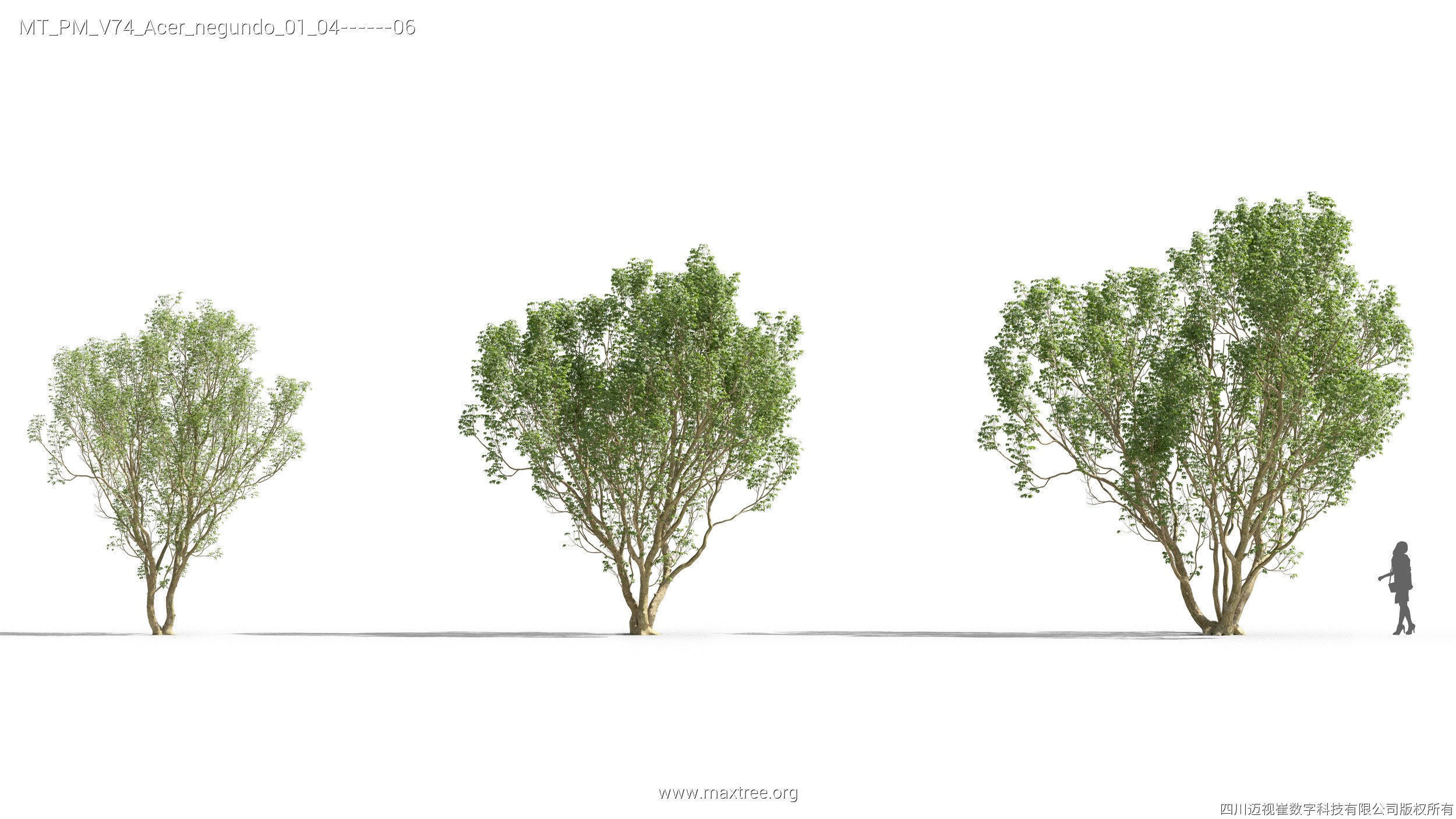 Maxtree Plant Models Vol 74 - Mesh 3D model_10