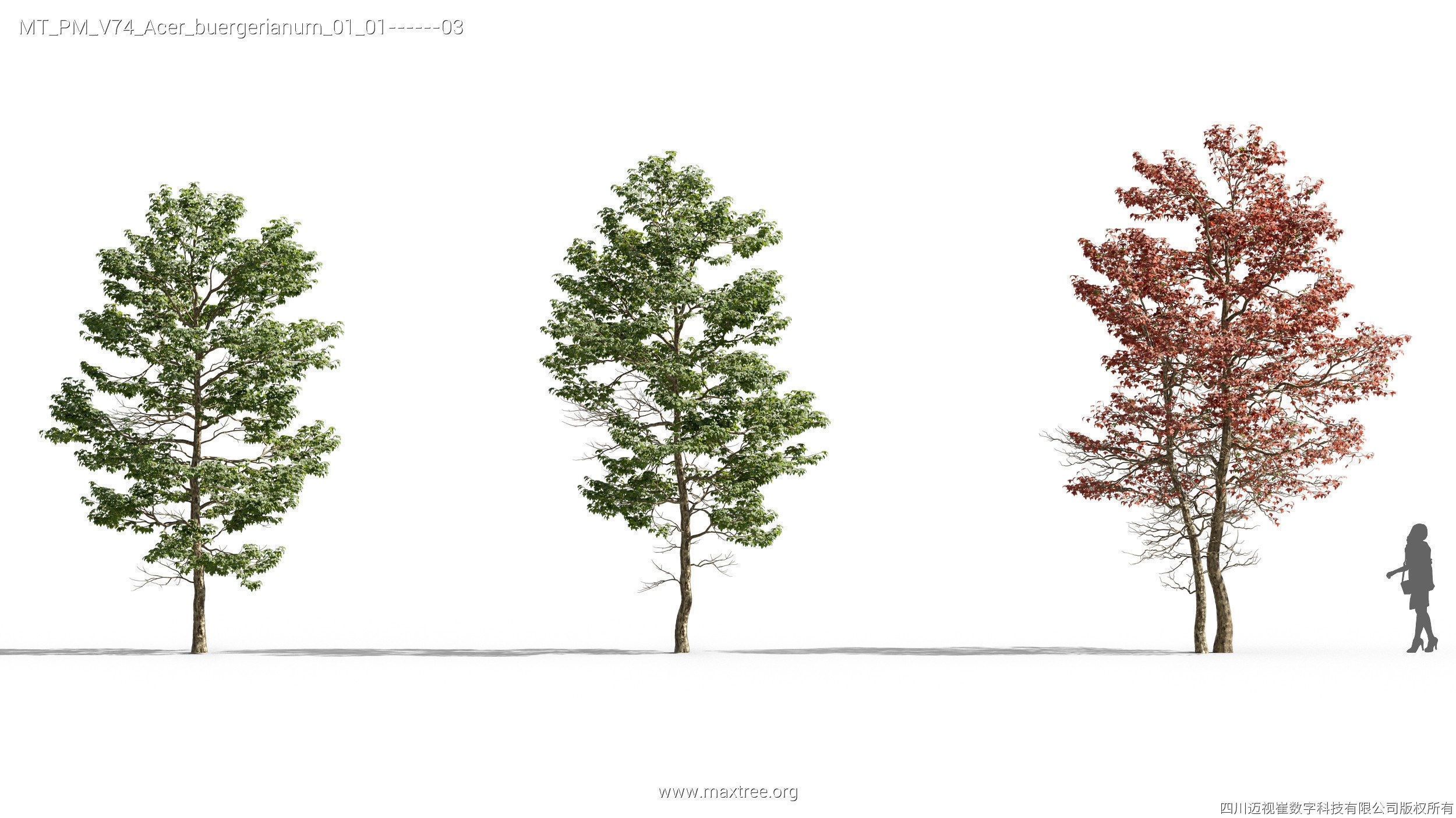 Maxtree Plant Models Vol 74 - Mesh 3D model_5